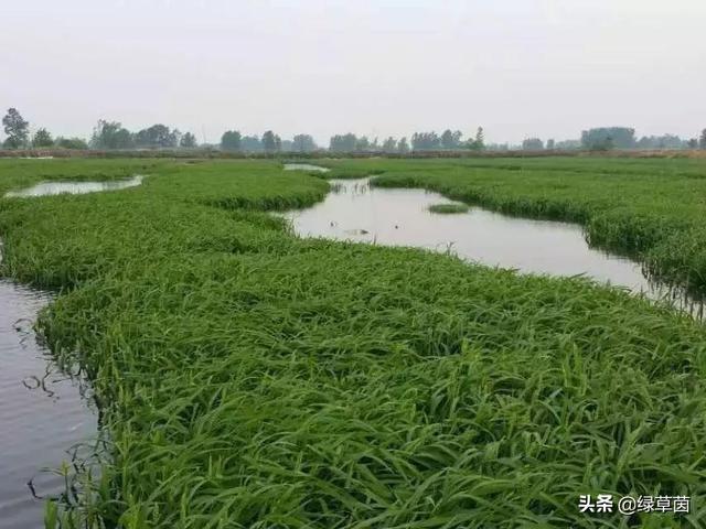 小米草，可以种植在水中的牧草，长势快，优点多，家禽鱼类爱吃