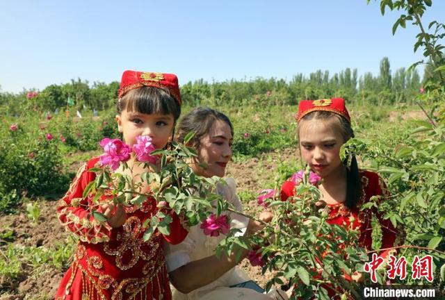 “520”玫瑰花开香满园 新疆喀什逾千亩玫瑰迎客来