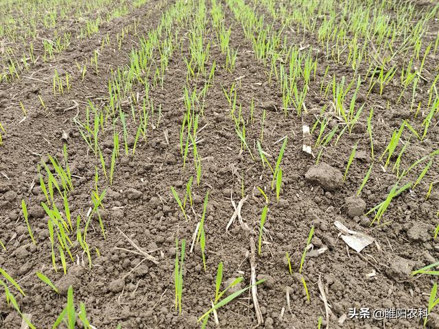 冬小麦最晚在什么时间播种，每亩播种量是多少