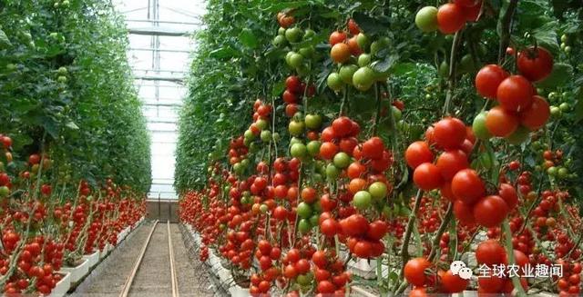 开眼界！西红柿竟然有这么多种！自己家里都能种……