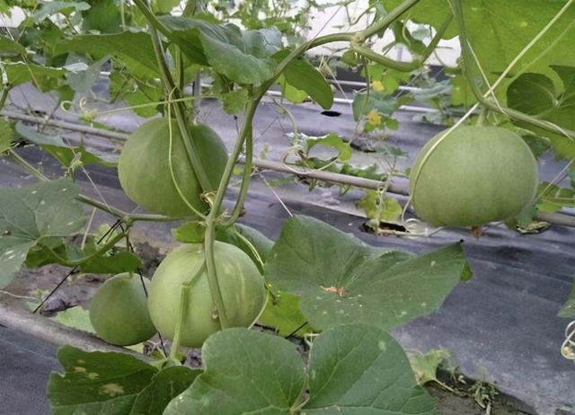 如何在露地栽培白瓜呢？这种方法种植简单、独特