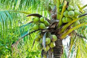 椰子树种植方法(椰子树栽培技术以及病虫害防治，以下几点你绝对会用的到的？)