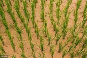 旱水稻的种植(旱稻种植需掌握哪些技术？农民朋友如何管理产量高？)