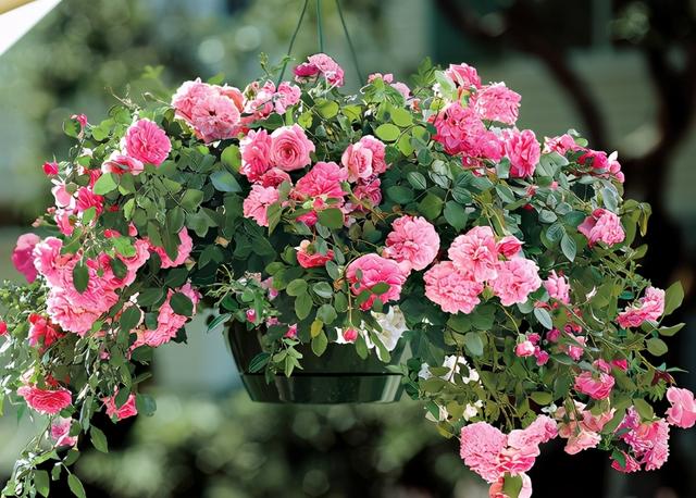 盆栽玫瑰花9大种植要点，细说每步流程，早日花开满盆