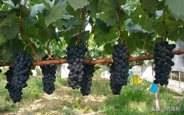 宾川鲜食葡萄优质高效栽培