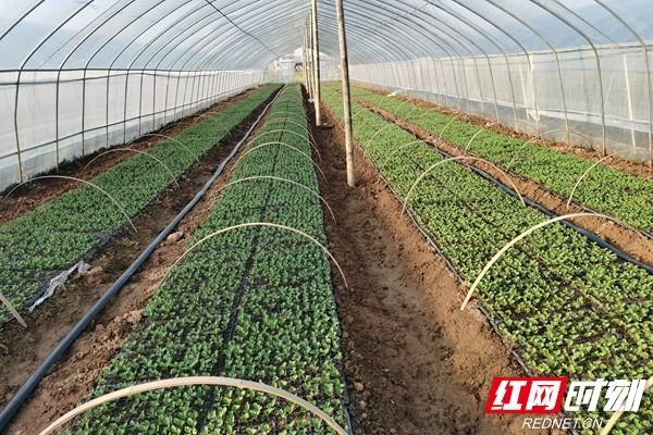 湖南岳阳县中洲乡：2400余亩大棚蔬菜保供应守好群众“菜篮子”