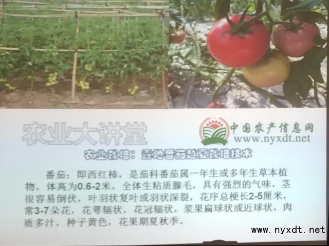 农业栽培：露地番茄越夏栽培技术