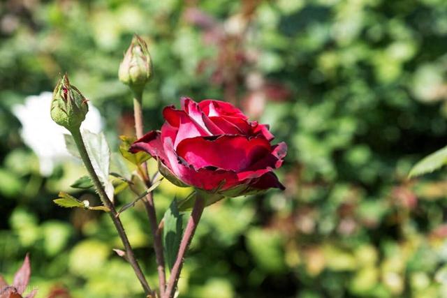 盆栽玫瑰花怎么家庭养？如何促开花？对人体健康有无影响