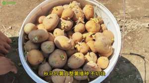 秋洋芋种植(秋马铃薯播种正当时，高产栽培做好以下管理措施#土豆种植)