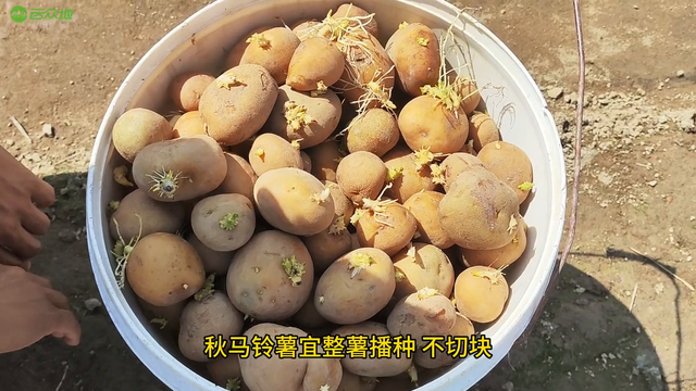 秋马铃薯播种正当时，高产栽培做好以下管理措施#土豆种植