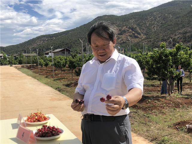「丽江热线」快来看看！丽江种出大樱桃！居然还有这么多品种