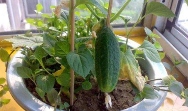 盆栽黄瓜，记住“小诀窍”，结果多几倍，随吃随摘，多的吃不完