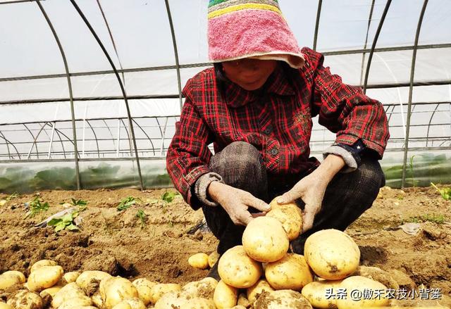 种植马铃薯只要抓好这几点，农民实现高产增收很简单