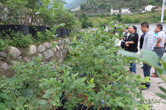 雅安市首创，盆景种植蓝莓成功