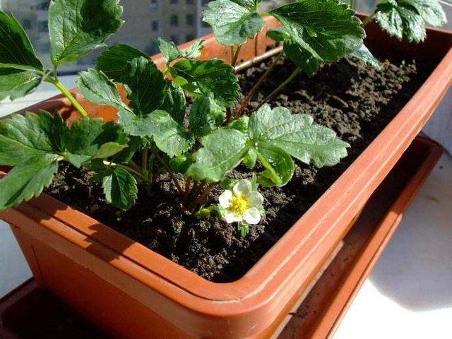 想吃好草莓，自己动手栽，用些土方法，挂果几十棵，一摘一大盘
