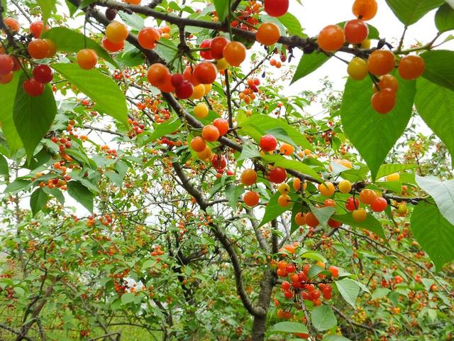 盆栽樱桃种植，如何种出美味又好看的红樱桃