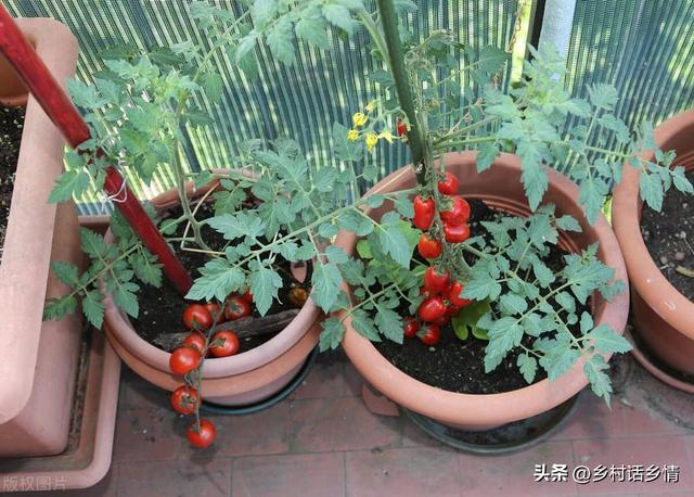 阳台、泡沫箱、花盆最适合种植这些蔬菜，简单省心，家庭种植首选