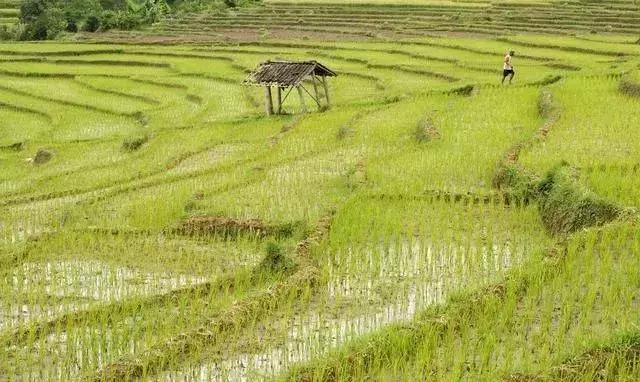 水稻种植全过程