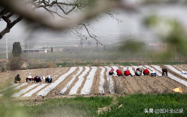 山西襄汾：家庭农场种植中药材500亩，年产值突破200万元