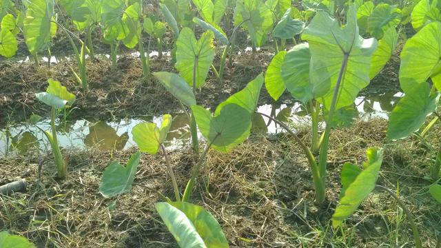 发芽的芋头别扔，放水里7天变成绿色小盆栽，比滴水观音还美！