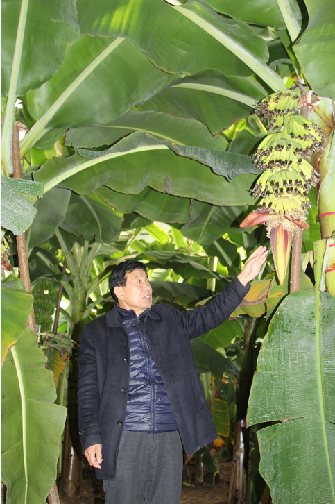南果北植，郓城建成山东第一家“中国香蕉”园助力乡村振兴