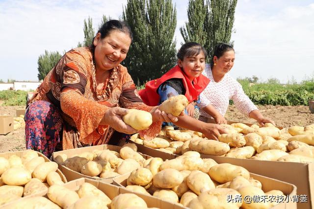 种植马铃薯只要抓好这几点，农民实现高产增收很简单