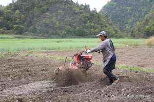 农村山地种植业(图文学习贵州山区小黄姜机械化种植，提高产量)