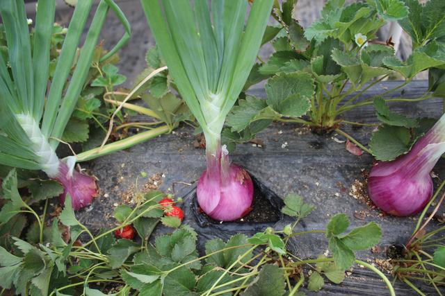 草莓还能套种洋葱玉米菊花 土壤环境也改善了