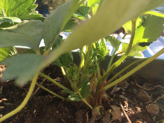 盆栽草莓的种植方法，掌握“三招”，两个月挂果，实现草莓自由