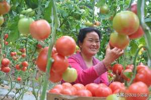 柿子 种植(西红柿种植用好这5种小方法，同样的地块能够多收好几成)