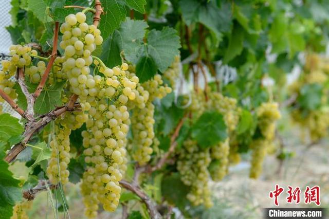 西藏桑日县被认证为世界海拔最高的威代尔葡萄种植基地