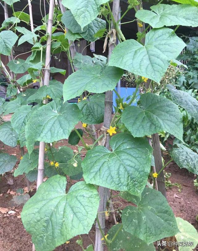 秋茬黄瓜豆角什么时候种，掌握这些栽培技术，黄瓜豆角多得吃不完