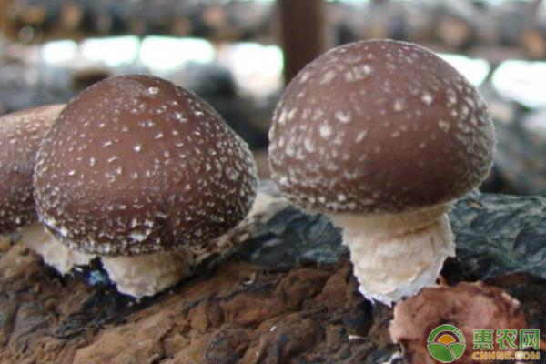 高产香菇需要掌握的种植技巧有哪些？
