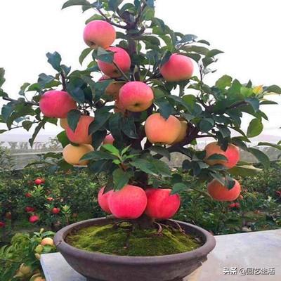 农村大叔教你如何动手种植一盆苹果盆景，好吃又好看还很有寓意