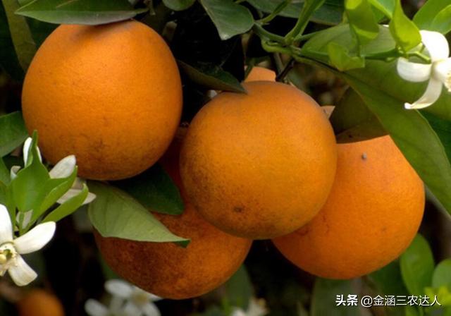 伏令夏橙的栽培，知道了幼树的整形，就能让夏橙的产量提高