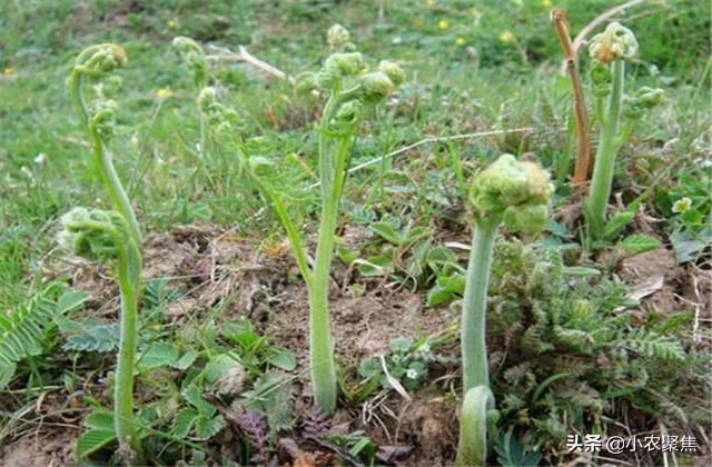蕨菜的人工栽培技术，种植的话它对生长环境有什么要求？一起看看