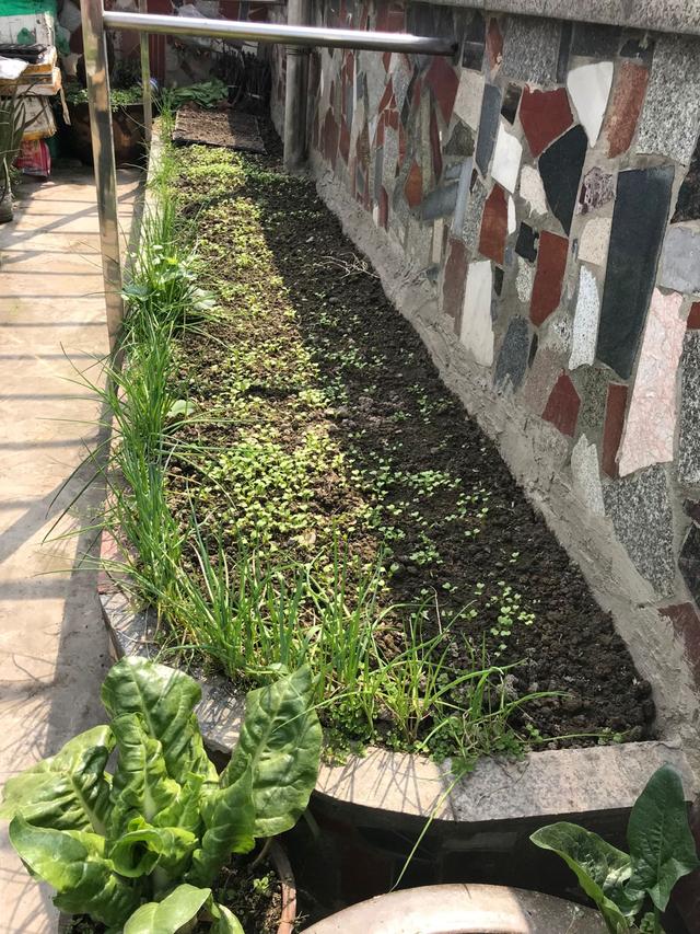 有一个露台或屋顶，种点蔬菜真好，南瓜青菜番茄，长得快、摘不完