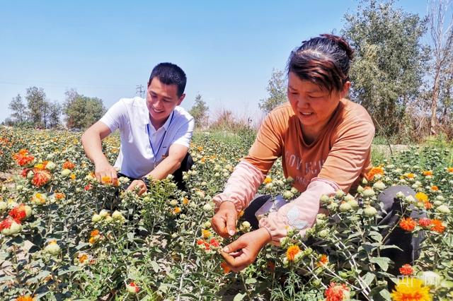 乡村振兴看新疆丨小红花成了“致富花”