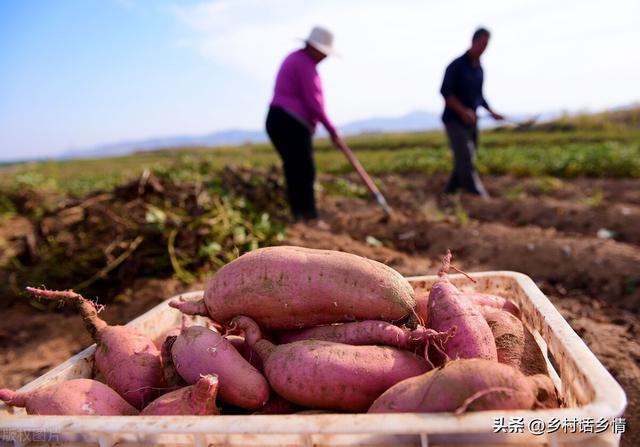 种植红薯先掌握移栽和施肥，不仅长得好、结的多，产量也很高