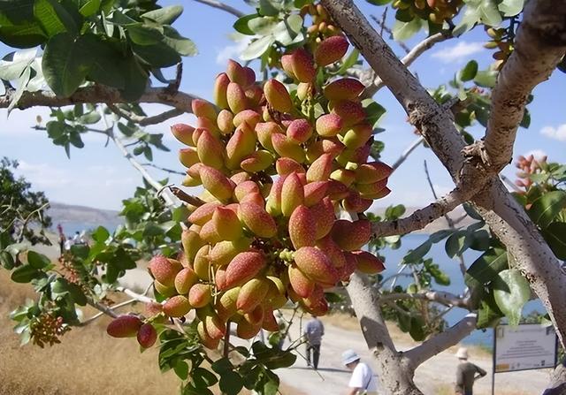 阿月浑子：世界4大坚果之首，寿命长达300年，很多人想种却种不了