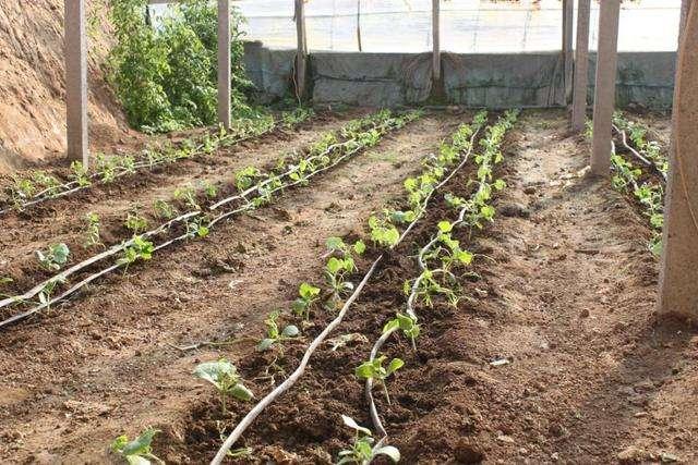 种植黄瓜，4个栽苗技巧，1个吊蔓技巧，黄瓜长势齐，产量高