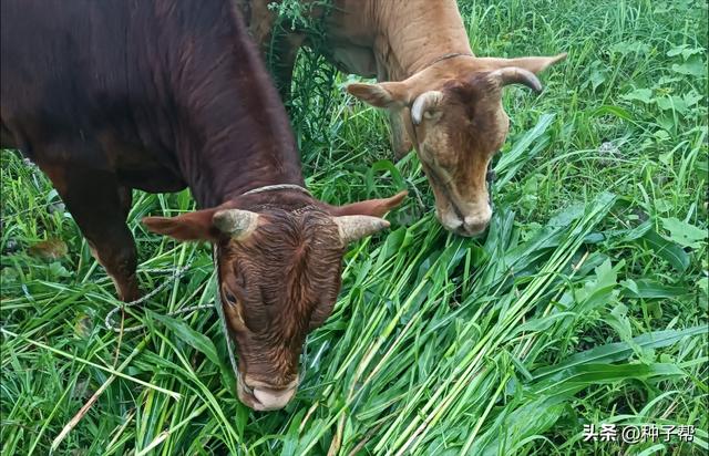 牛羊青饲高产牧草，杂交高丹草种植成本低，可收割五六茬，营养好