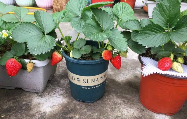 盆栽草莓在家怎么养？有三个方面很重要，春天不愁没果吃