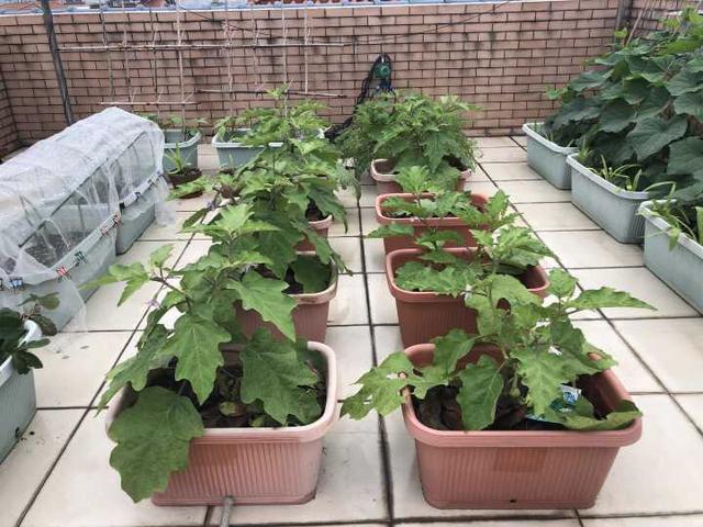 有一个露台或屋顶，种点蔬菜真好，南瓜青菜番茄，长得快、摘不完