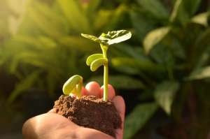 大刀豆种植技术(种植刀豆，生长期长，掌握播种时间很重要)
