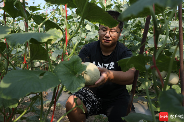 栽种面积约50万亩 海南哈密瓜“甜蜜”事业旺