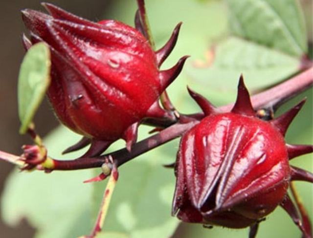 玫瑰茄怎样种植 玫瑰茄的种植技术