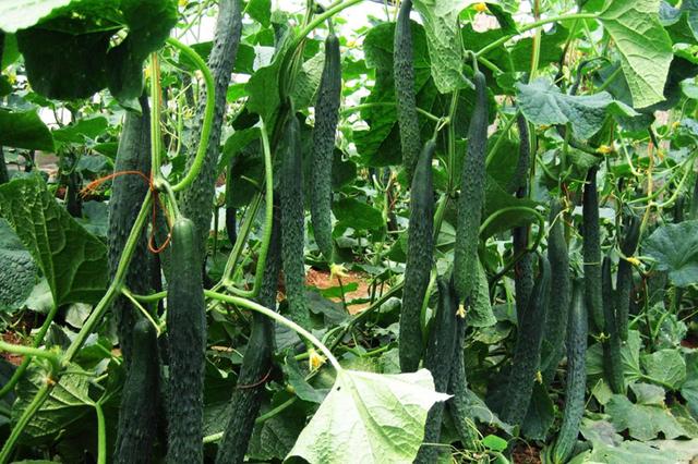 小满过后，这8种蔬菜可以种植，耐高温，7-8月收获，菜农们别错过