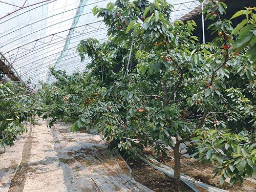 樱桃怎样利用温室大棚栽种？