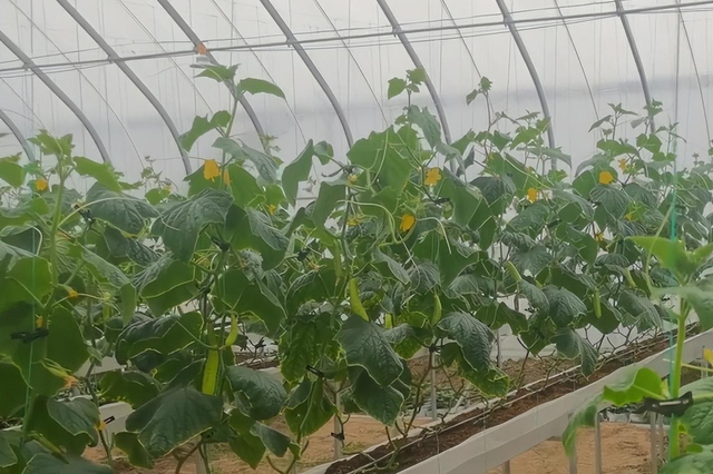 黄瓜无土栽培，采用半水培种植，高产品质好，管理也简单